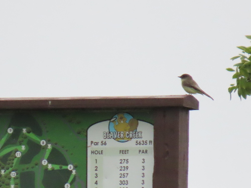 Eastern Phoebe