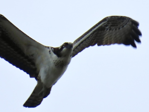 Osprey