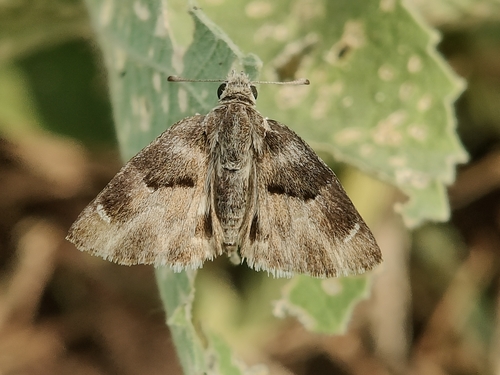 Green-marbled Sandman