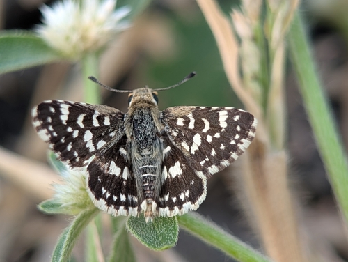 Asian Grizzled Skipper