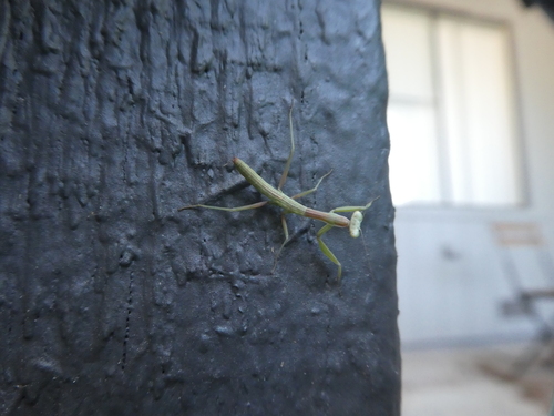 Mediterranean Mantis