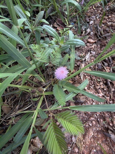 Sensitive Plant