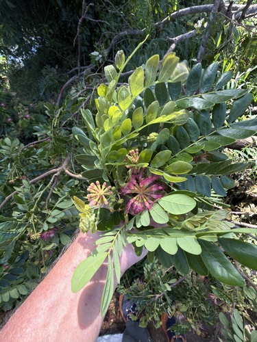 Monkey pod tree