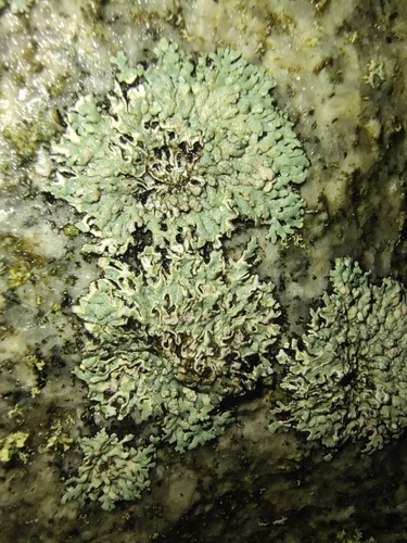 Blue-gray Rosette Lichen