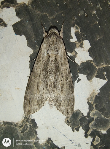 Convolvulus Hawkmoth