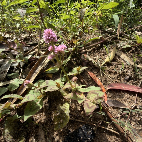 pink knotweed