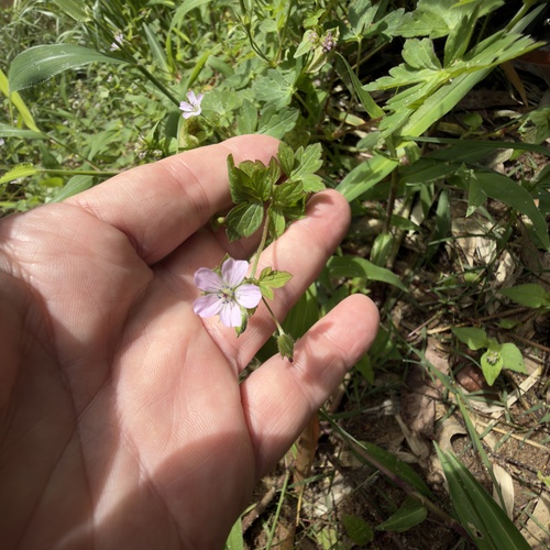 Nepal Geranium