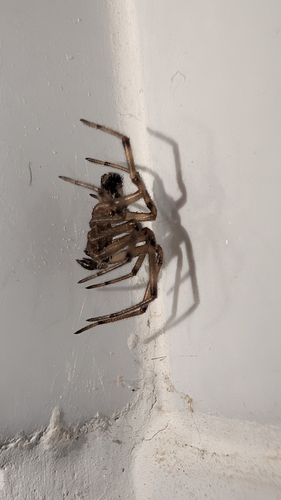 Noble False Widow