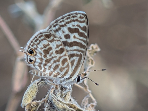Zebra Blue