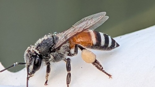 Red Dwarf Honey Bee