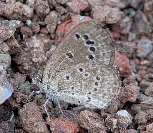 Lesser Grass Blue