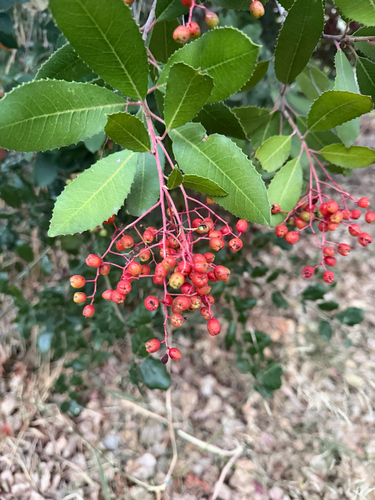 Toyon