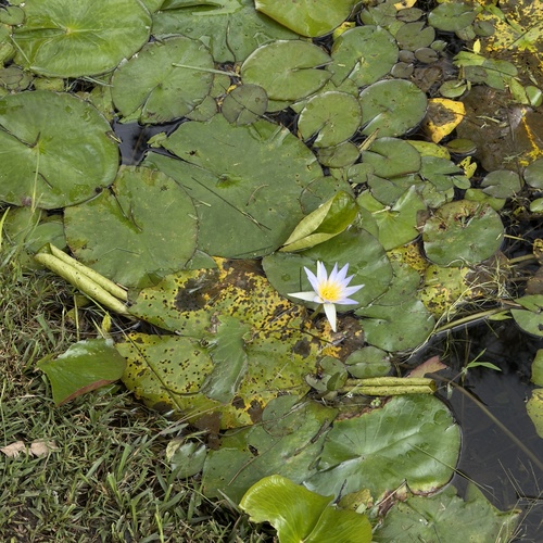 Day Waterlily