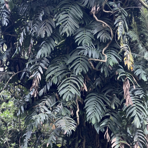Rhaphidophora decursiva
