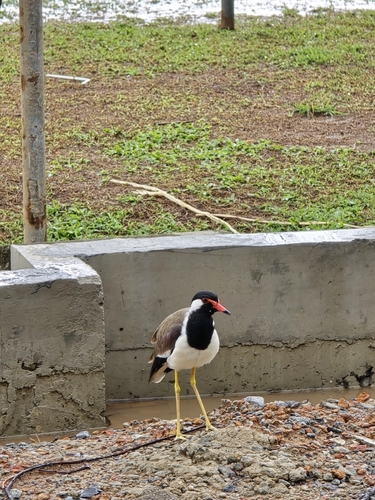 Sri Lanka Red-wattled Lapwing