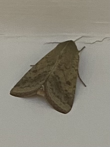 Cotton Bollworm Moth