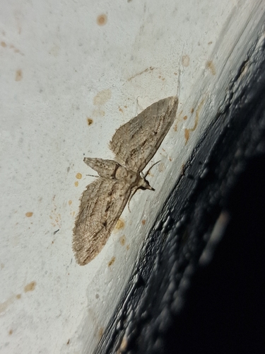 Cypress Pug