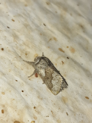 Trichiura castiliana