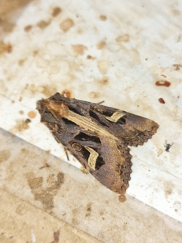 Flame Brocade