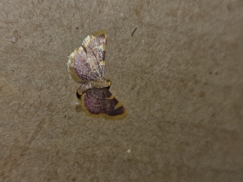 Clover Hayworm Moth