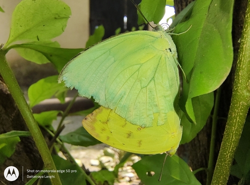 Lemon Migrant