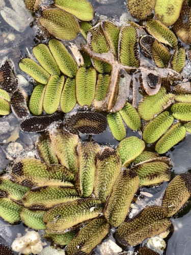 floating fern