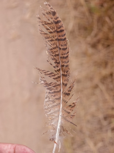 Ring-necked Pheasant