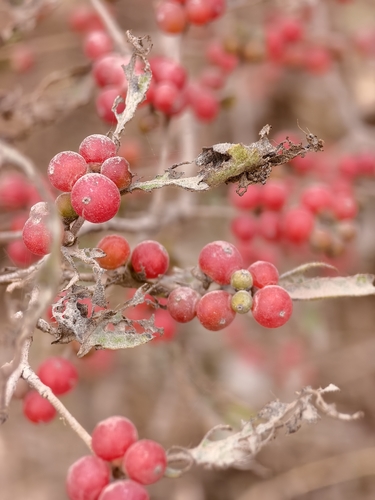 Amur honeysuckle