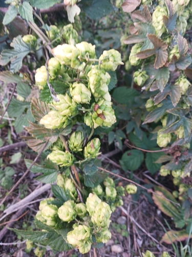 common hops
