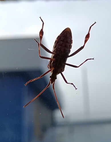 Western Conifer Seed Bug