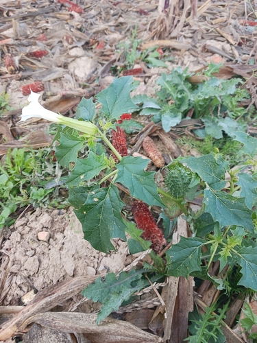 jimsonweed