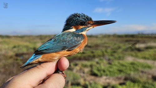 Common Kingfisher