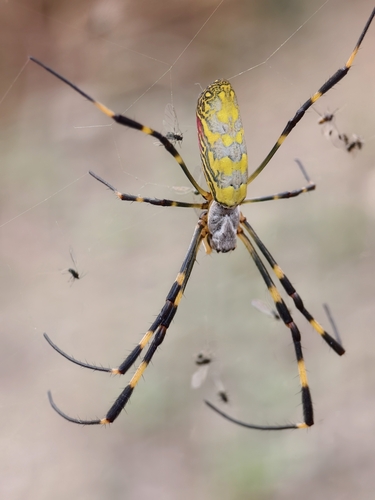 Joro Spider