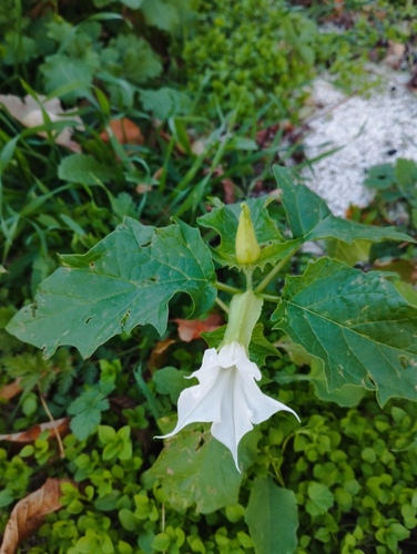 jimsonweed