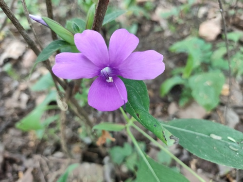 Philippine violet