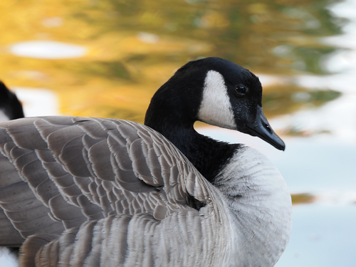 Canada Goose