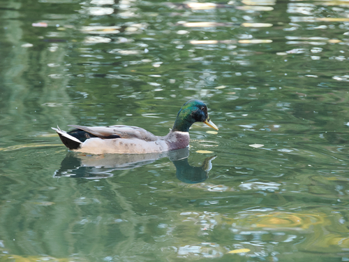 Mallard