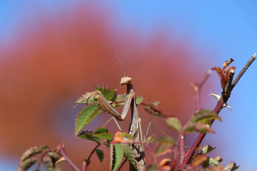 European Mantis