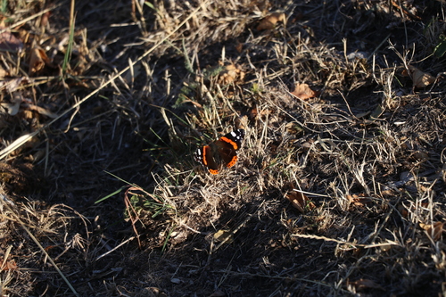 Red Admiral