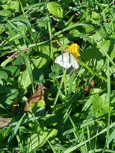 Small White