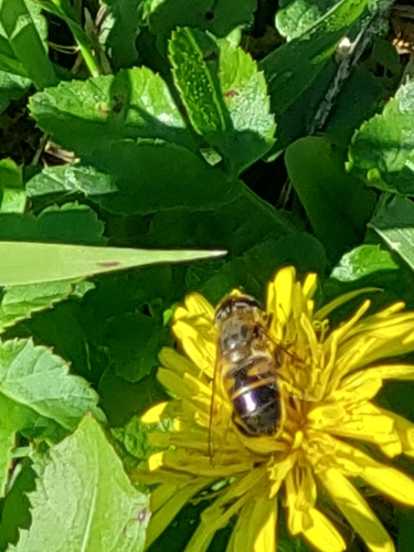 Common Drone Fly