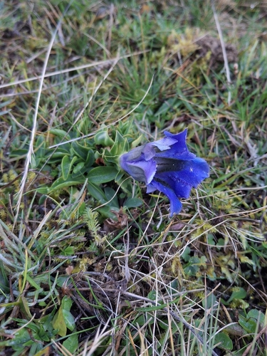 trumpet gentian