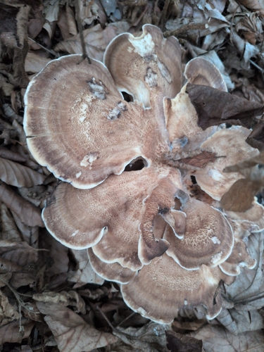 Giant Polypore