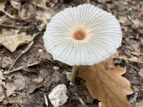 pleated inkcap