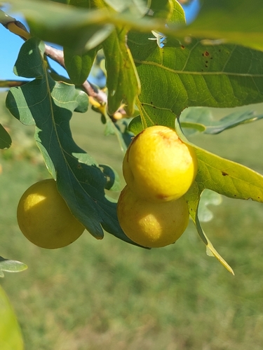 Cherry Gall Wasp