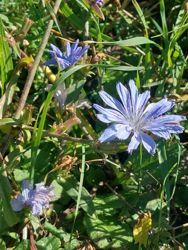 chicory