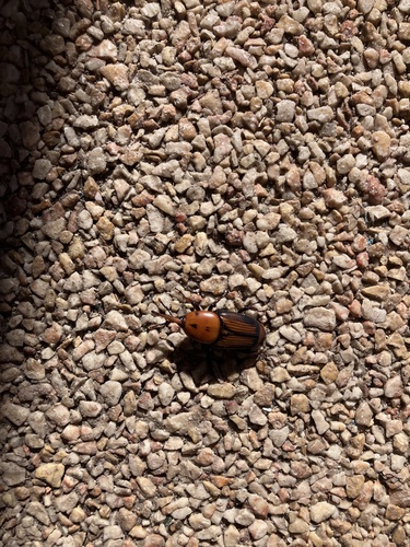 Red Palm Weevil