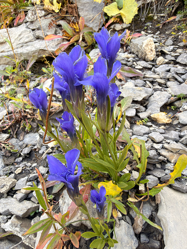 Fringe-flowered Gentian
