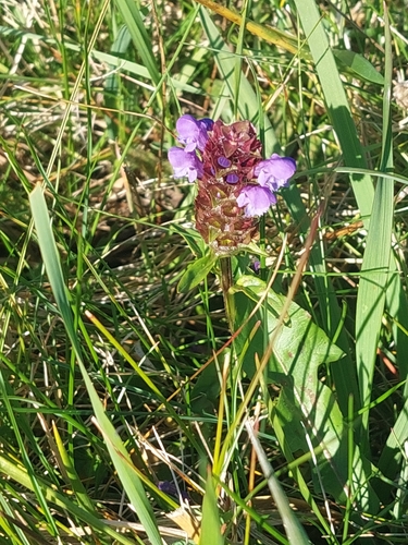 common selfheal