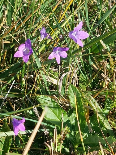 Spreading Bellflower